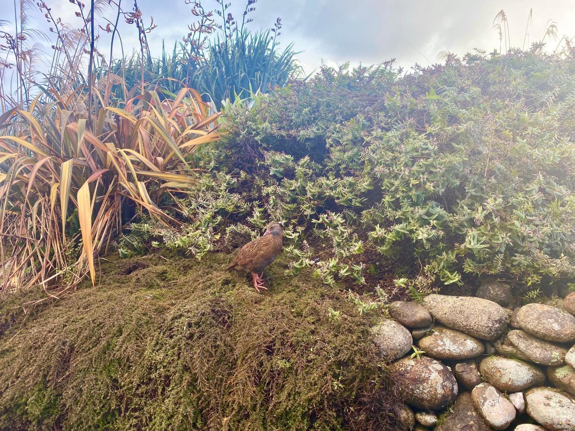 Wild Weka Eco Stay - Off-Grid 4Wd Recommended Waimarie Kültér fotó